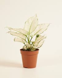 Aglaonema White