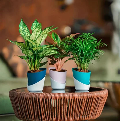 Atlantis Self Watering Planter - 4 Inch