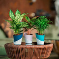 Atlantis Self Watering Eco Planter - 4 Inch