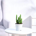 Cactus Plant