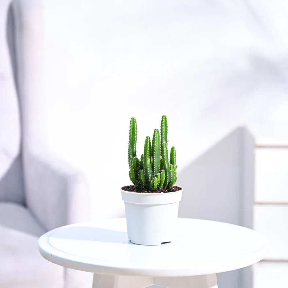 Cactus Plant