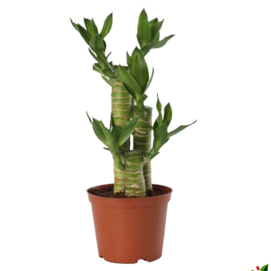 Lotus Bamboo