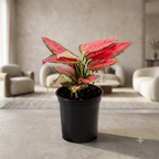 Aglaonema Pink