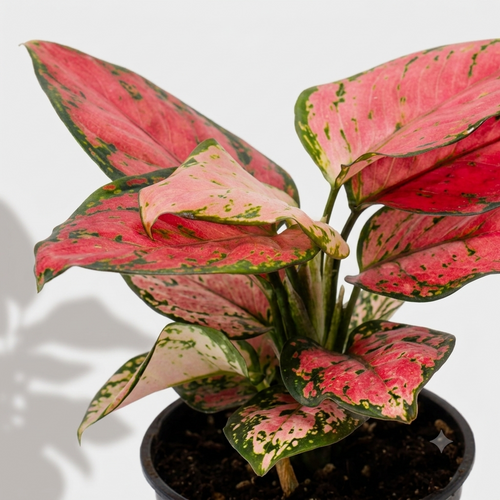 Aglaonema Pink