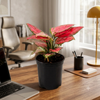 Aglaonema Pink