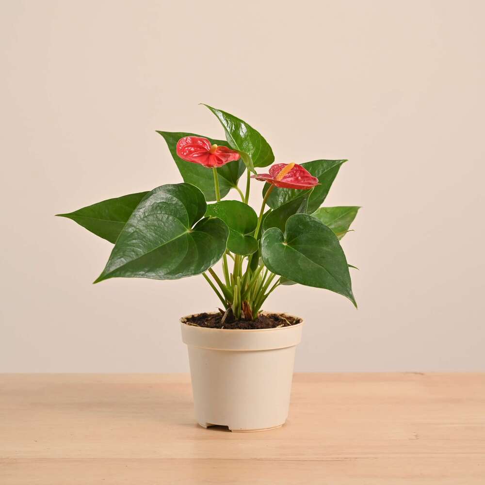 Anthurium