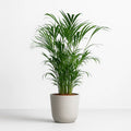 Areca Palm