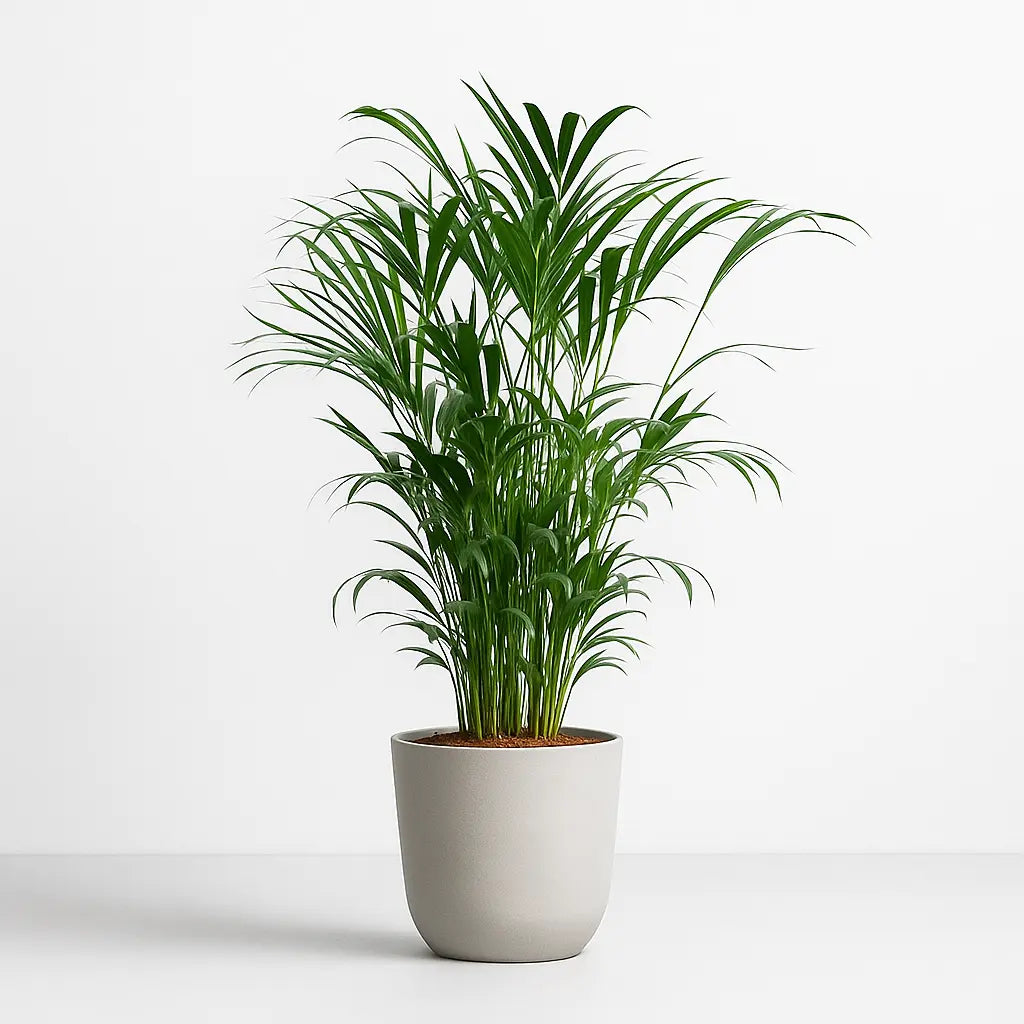 Areca Palm