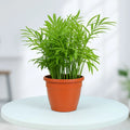 Bamboo Palm