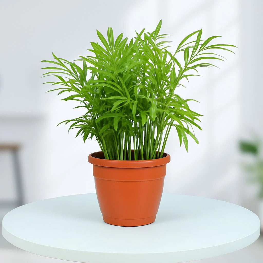 Bamboo Palm