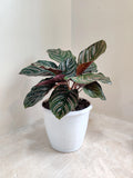 Calathea