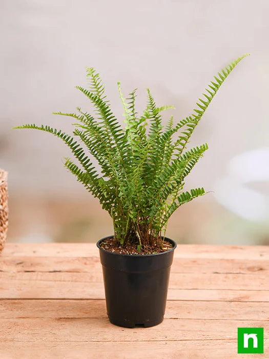 Rabbit Foot Fern Plant