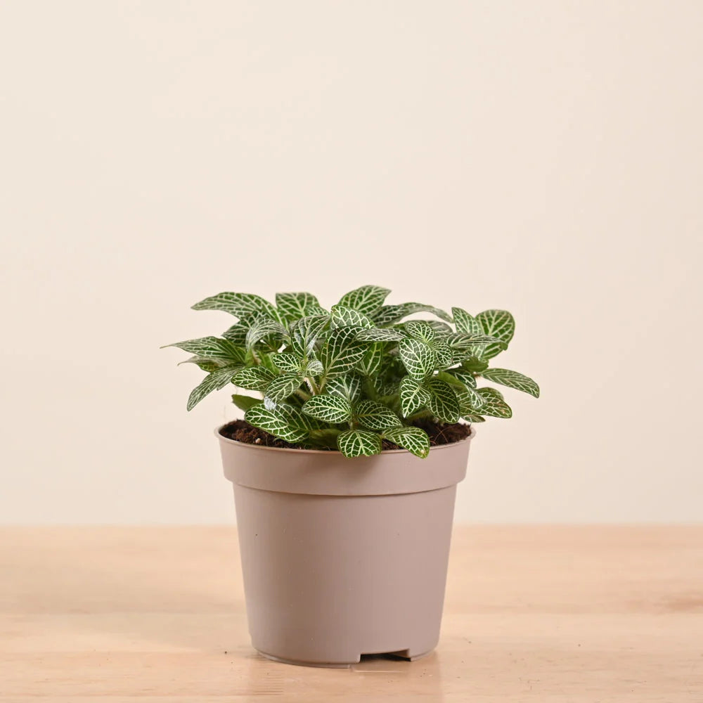 Fittonia
