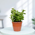 Jade Plant