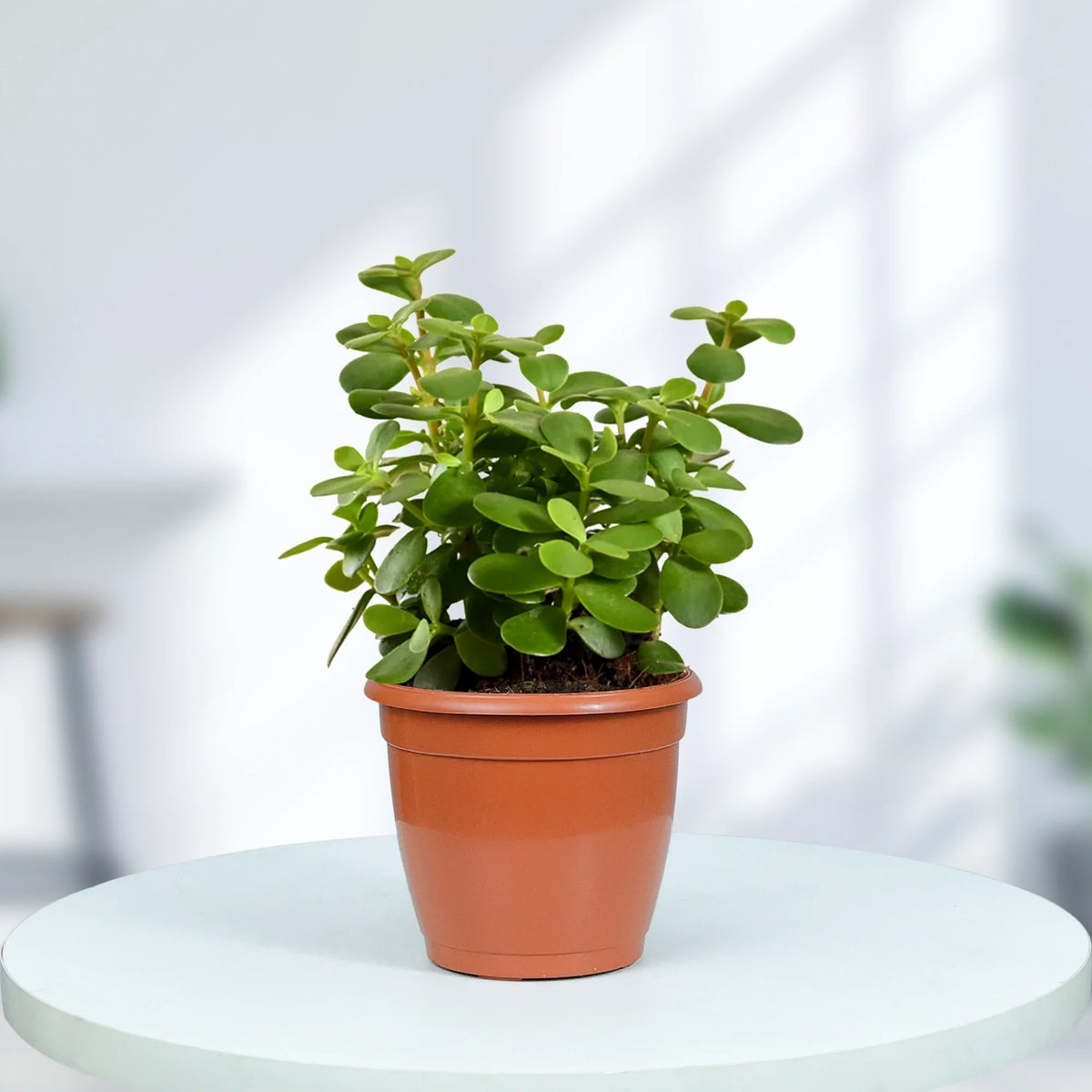 Jade Plant