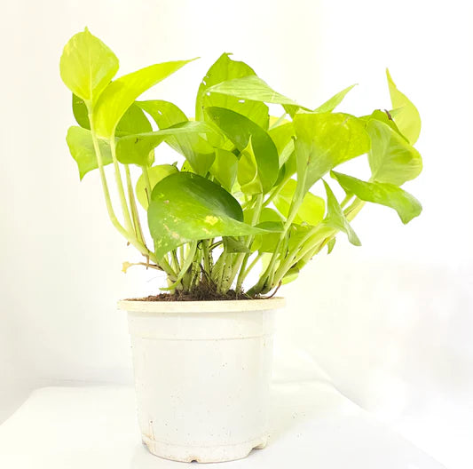 Golden Money Plant