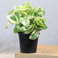 Money Plant N Joy
