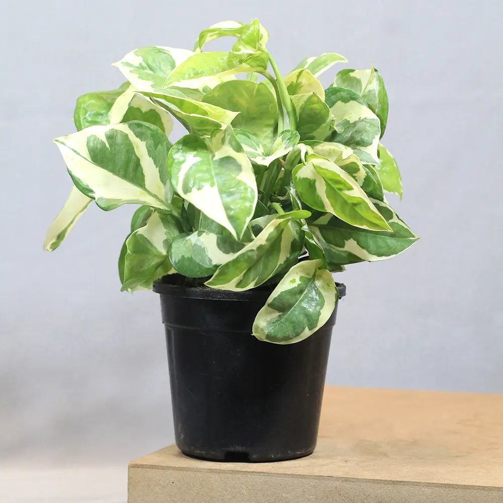 Money Plant N Joy