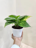 Money Plant Variegated