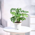 Monstera
