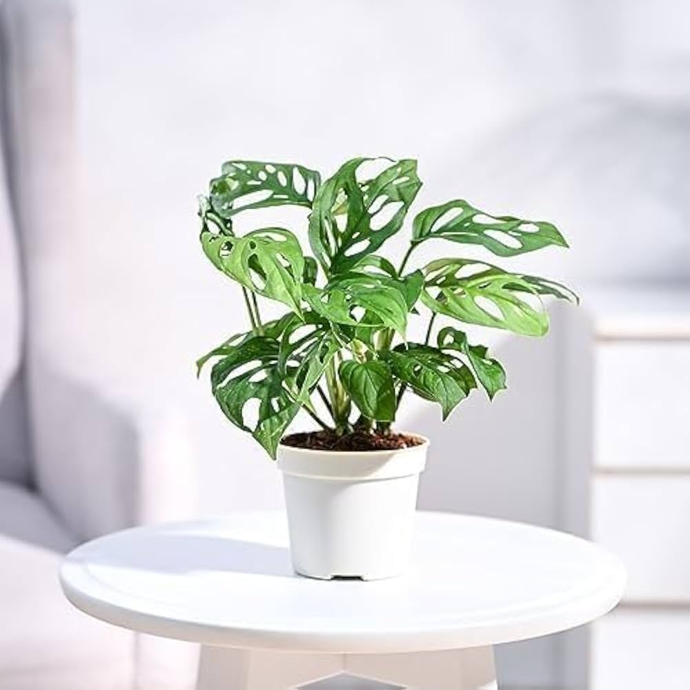 Monstera