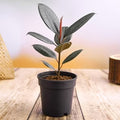 Rubber Plant (Small)