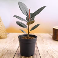 Rubber Plant (Small)
