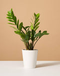 ZZ Plant